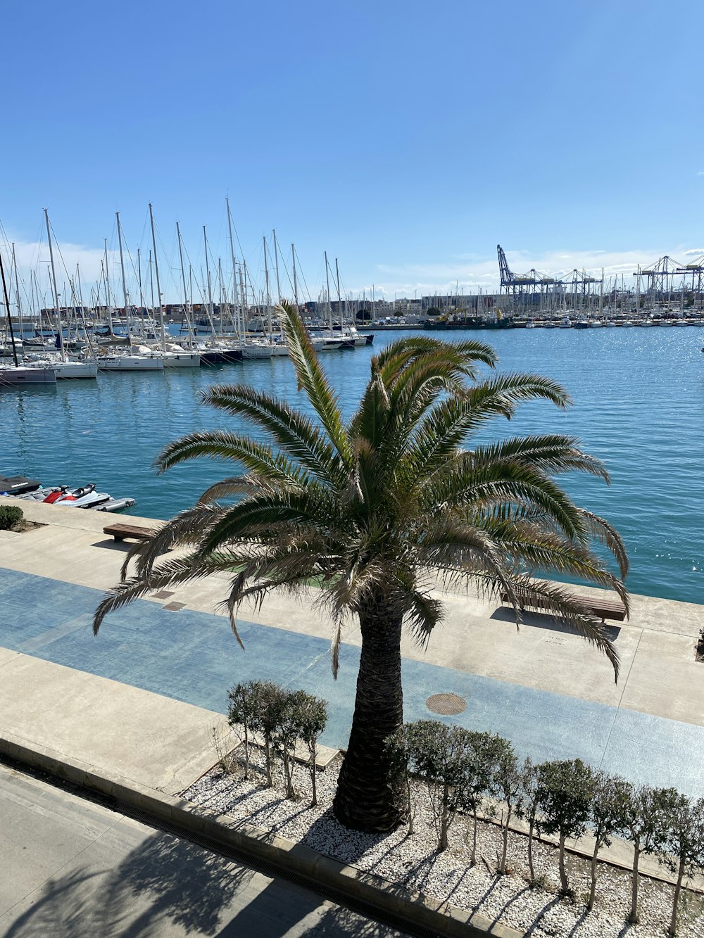 a palm tree in front of a body of water