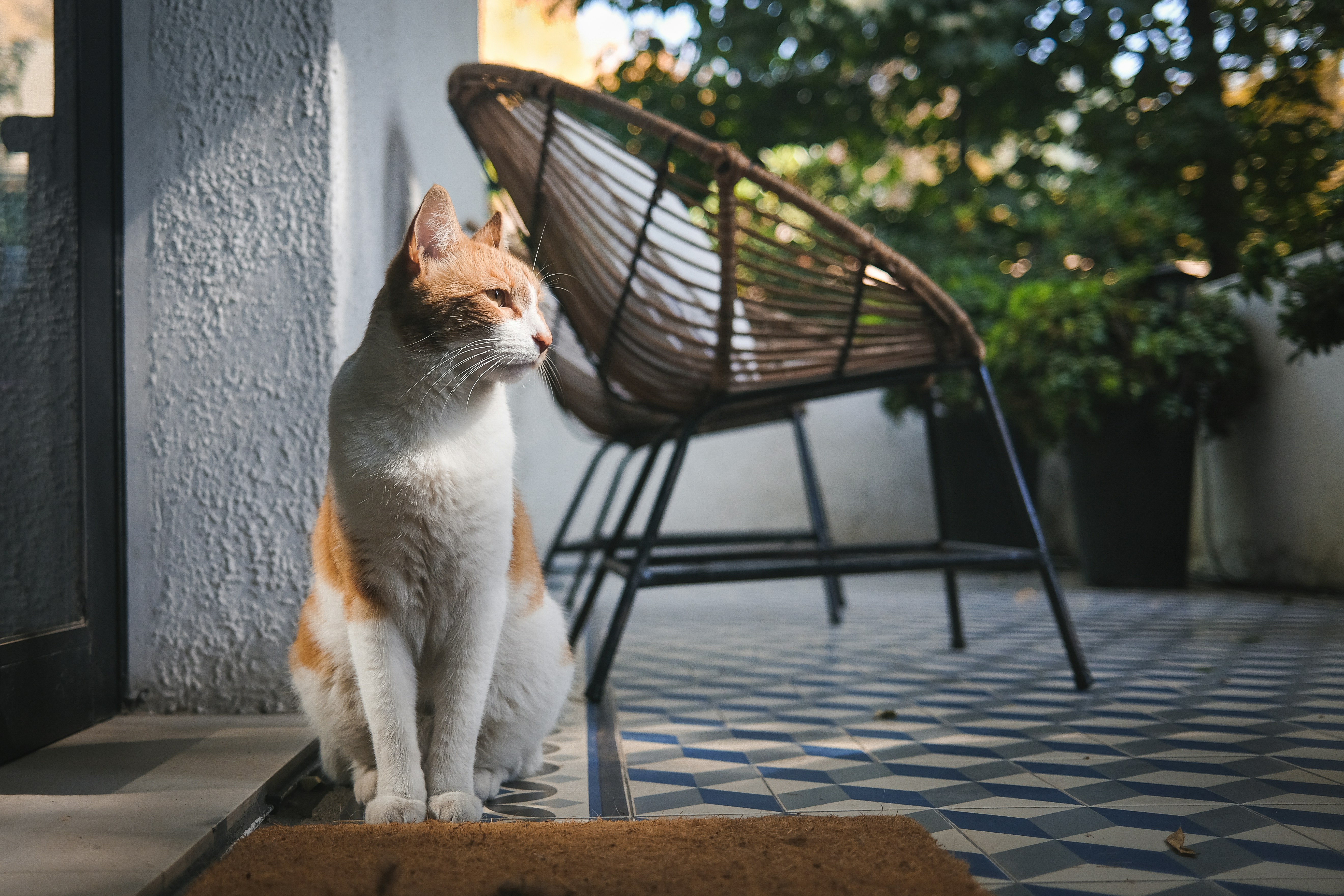 Following the Sun—And Avoiding It (image credits: unsplash)