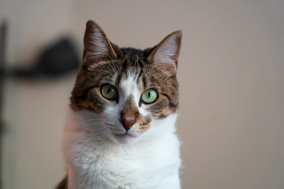 Brown and white cat sits on hind legs, looks directly at camera with green eyes