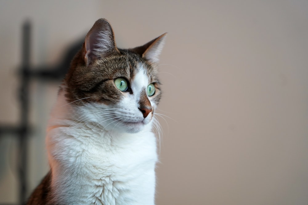 a close up of a cat with green eyes