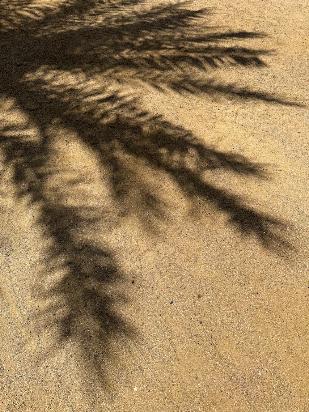 a shadow of a tree on the ground