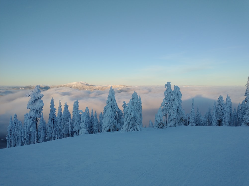 a snow covered mountain with trees in the foreground