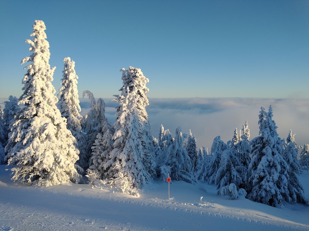 a snowy landscape with trees covered in snow