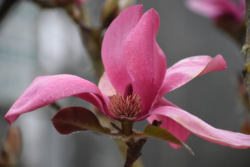 a close up of a pink flower on a tree