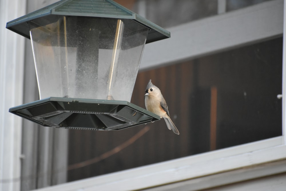 a bird is perched on a bird feeder