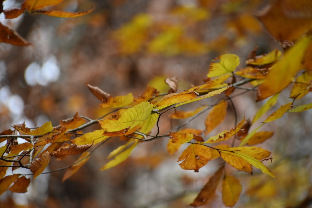 a branch of a tree with yellow leaves