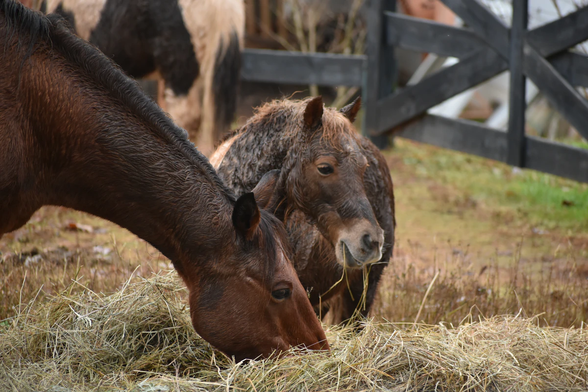 Horses eating hay beside a pasture fence