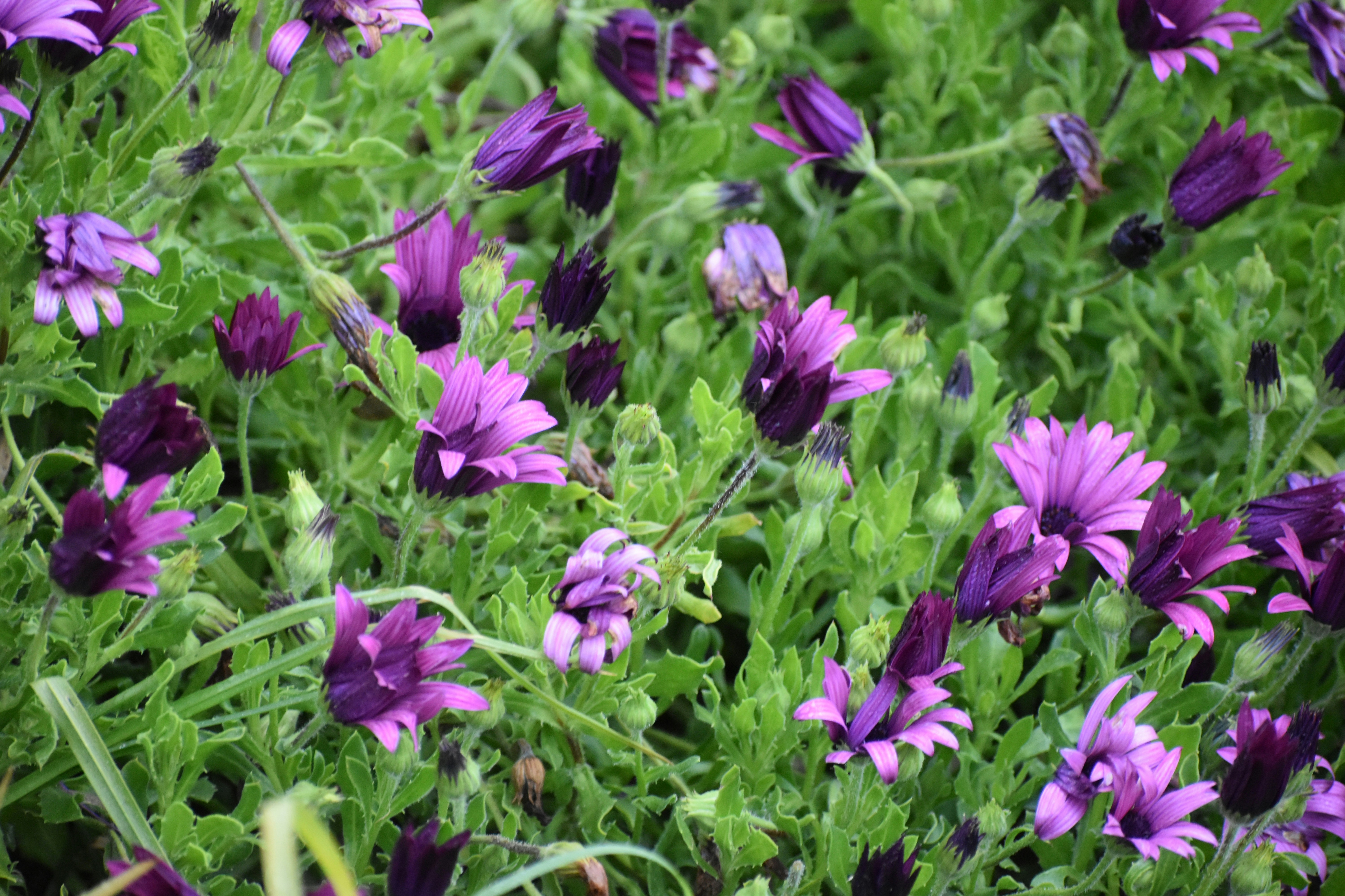 a bunch of purple flowers that are in the grass