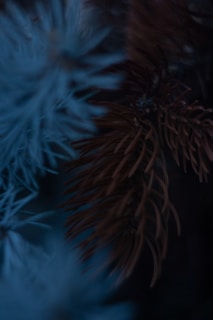 A close-up of pine needles with a mix of cool blue and dark brown tones, creating a moody and serene atmosphere. The blurred background emphasizes the texture and contrast between the two colors.