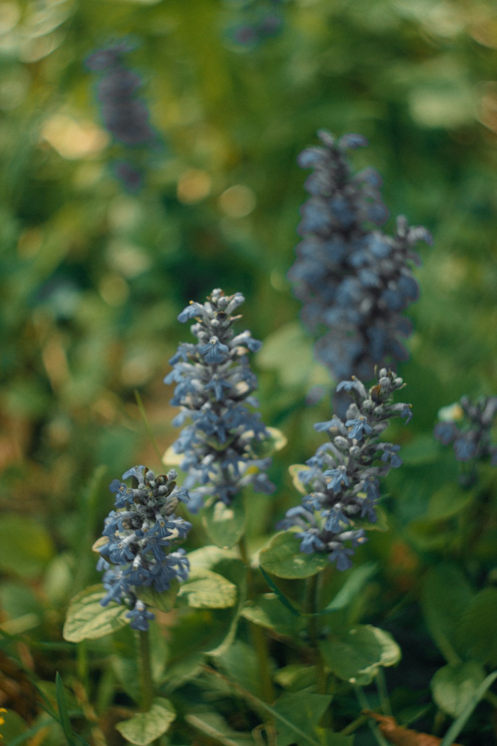 a bunch of blue flowers that are in the grass