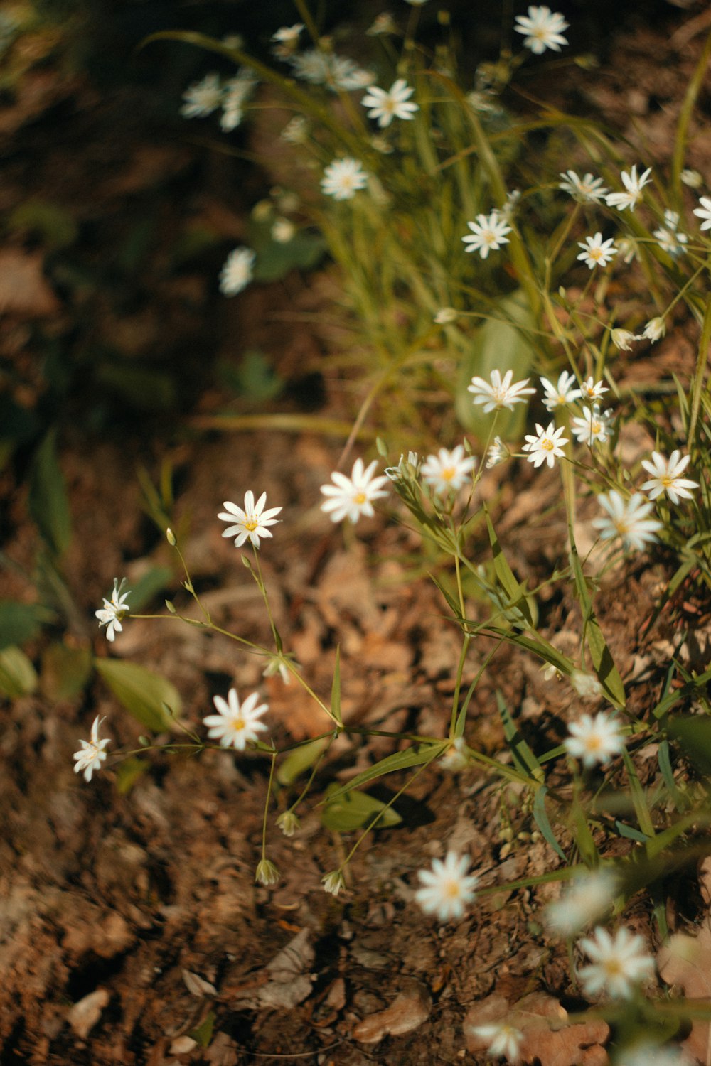 a bunch of small white flowers growing out of the ground