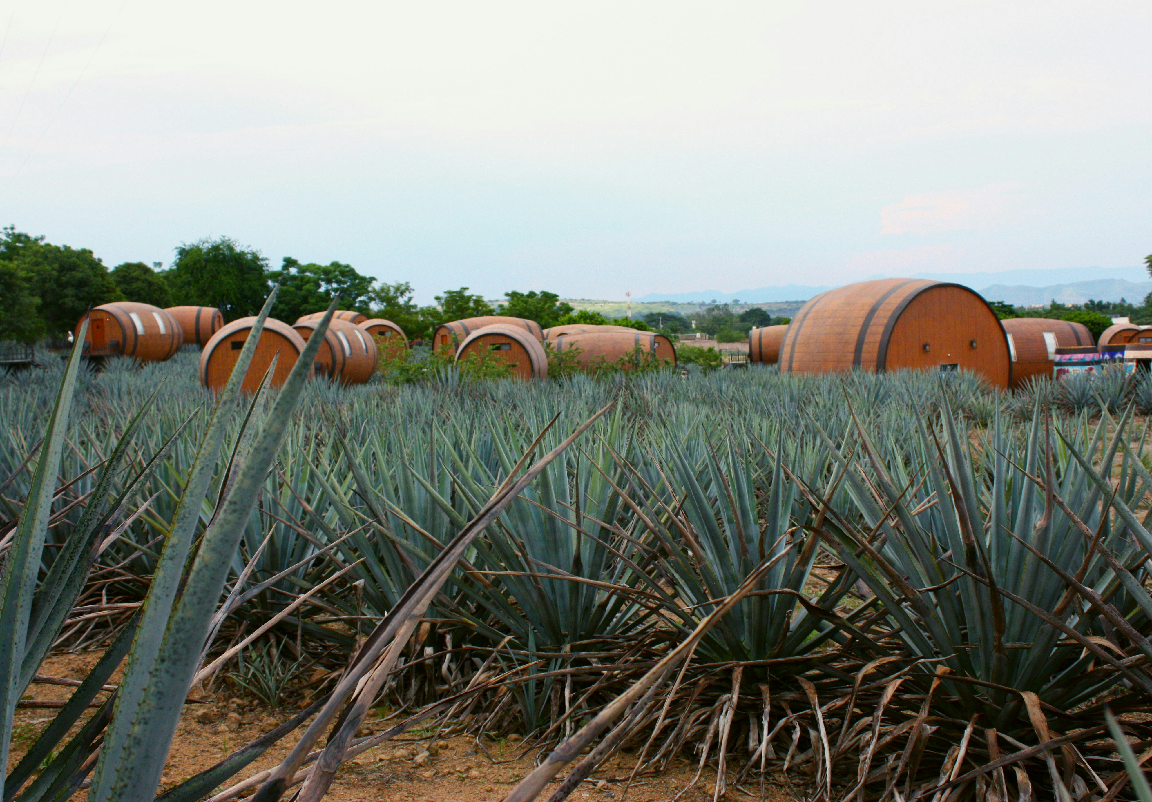 Tequila, Jalisco