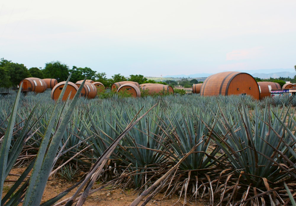 a bunch of barrels sitting in the middle of a field