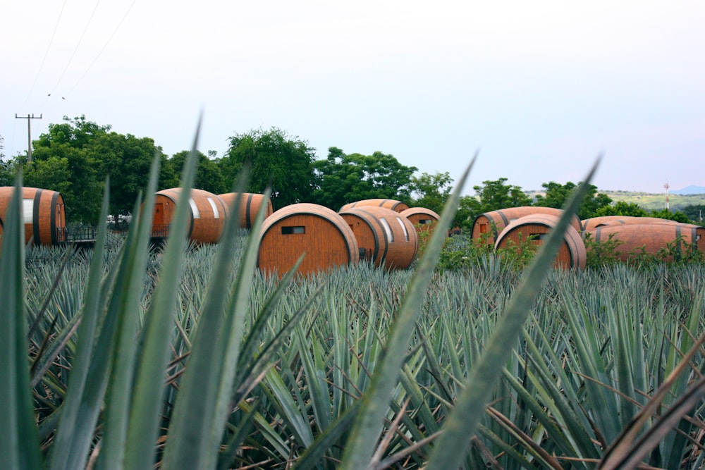 a bunch of barrels that are in the grass