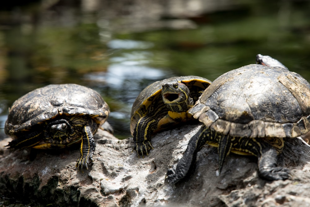 three turtles sitting on top of a rock next to a body of water