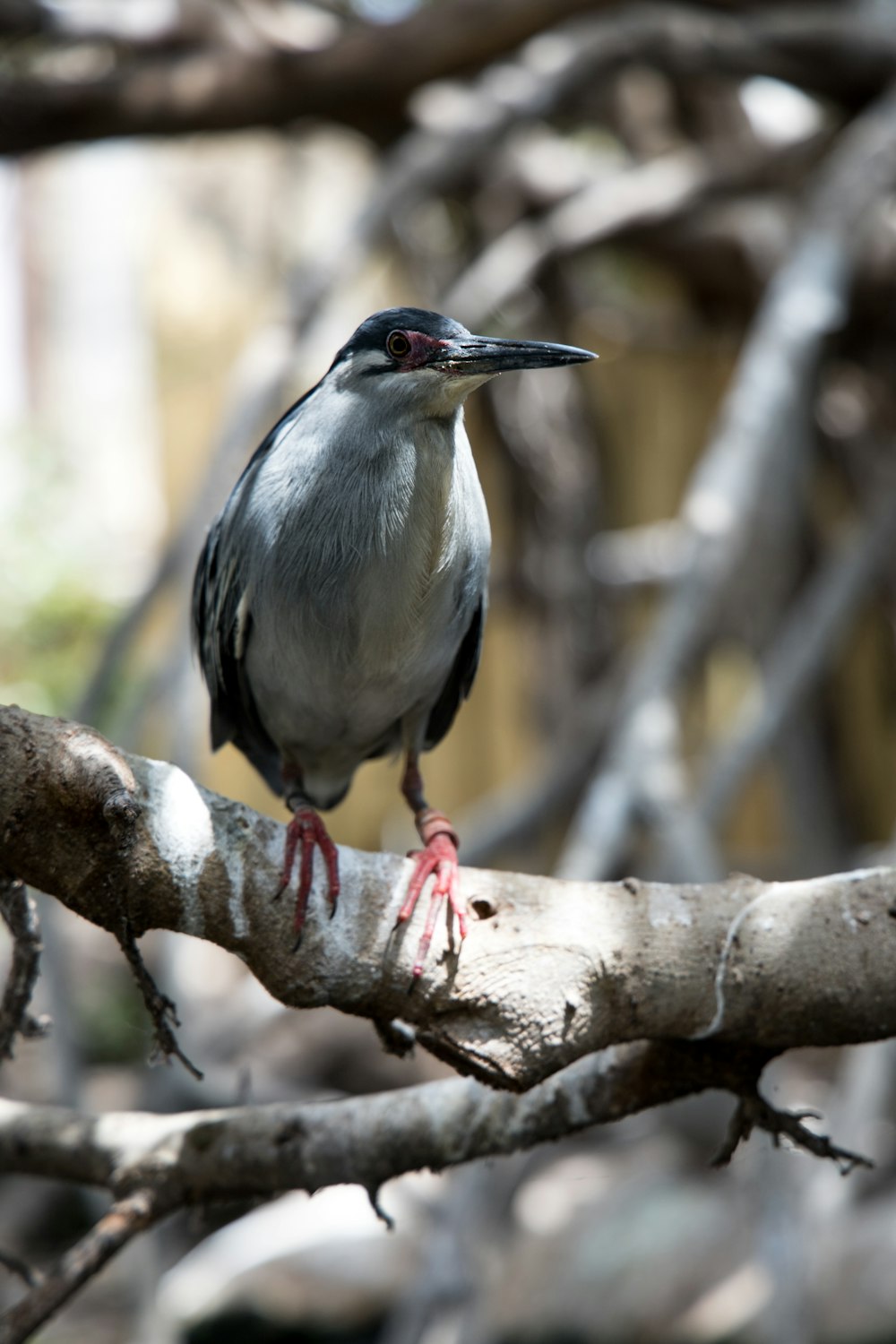 a bird sitting on a branch of a tree