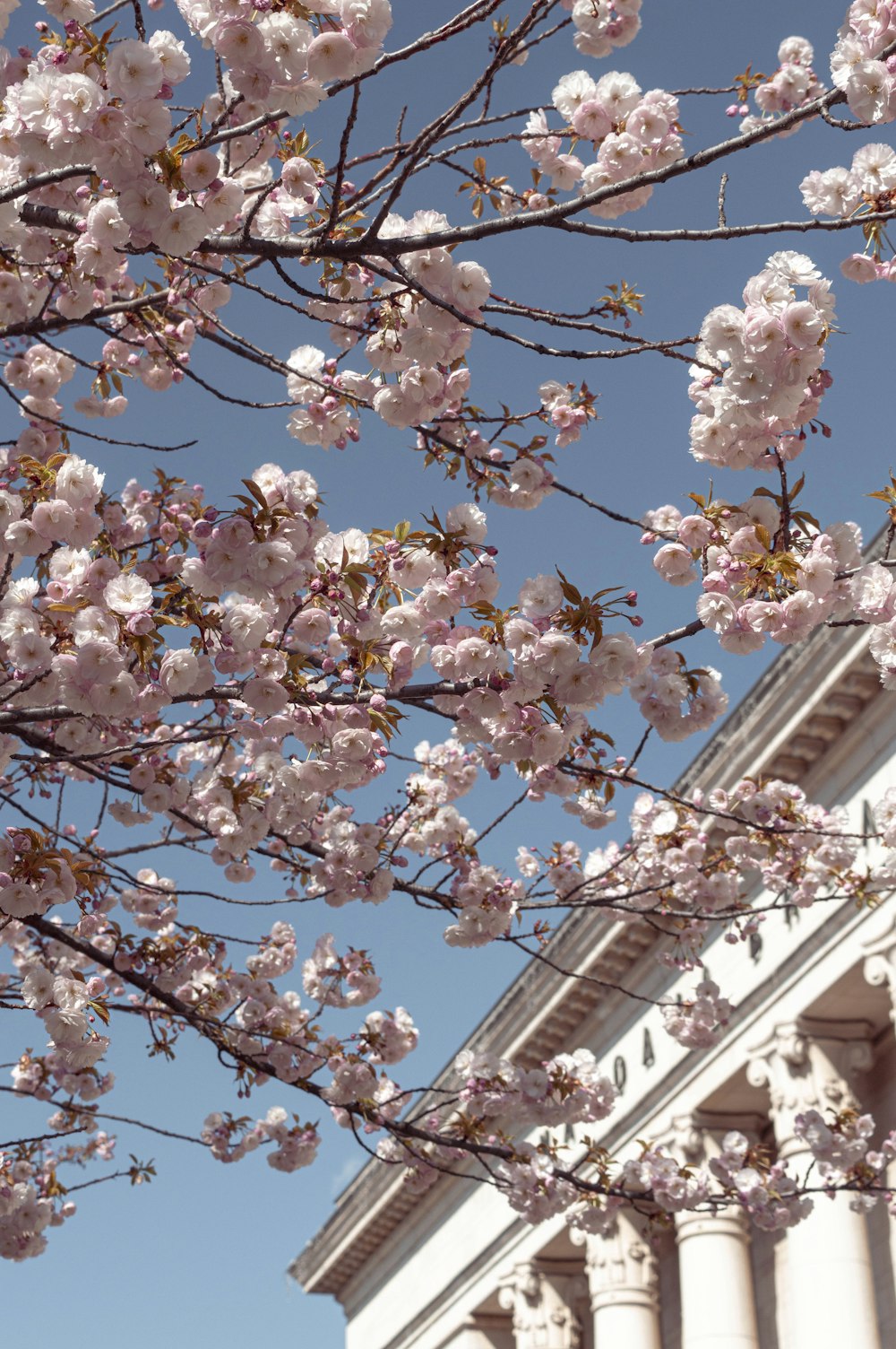 a building with columns and a tree with pink flowers