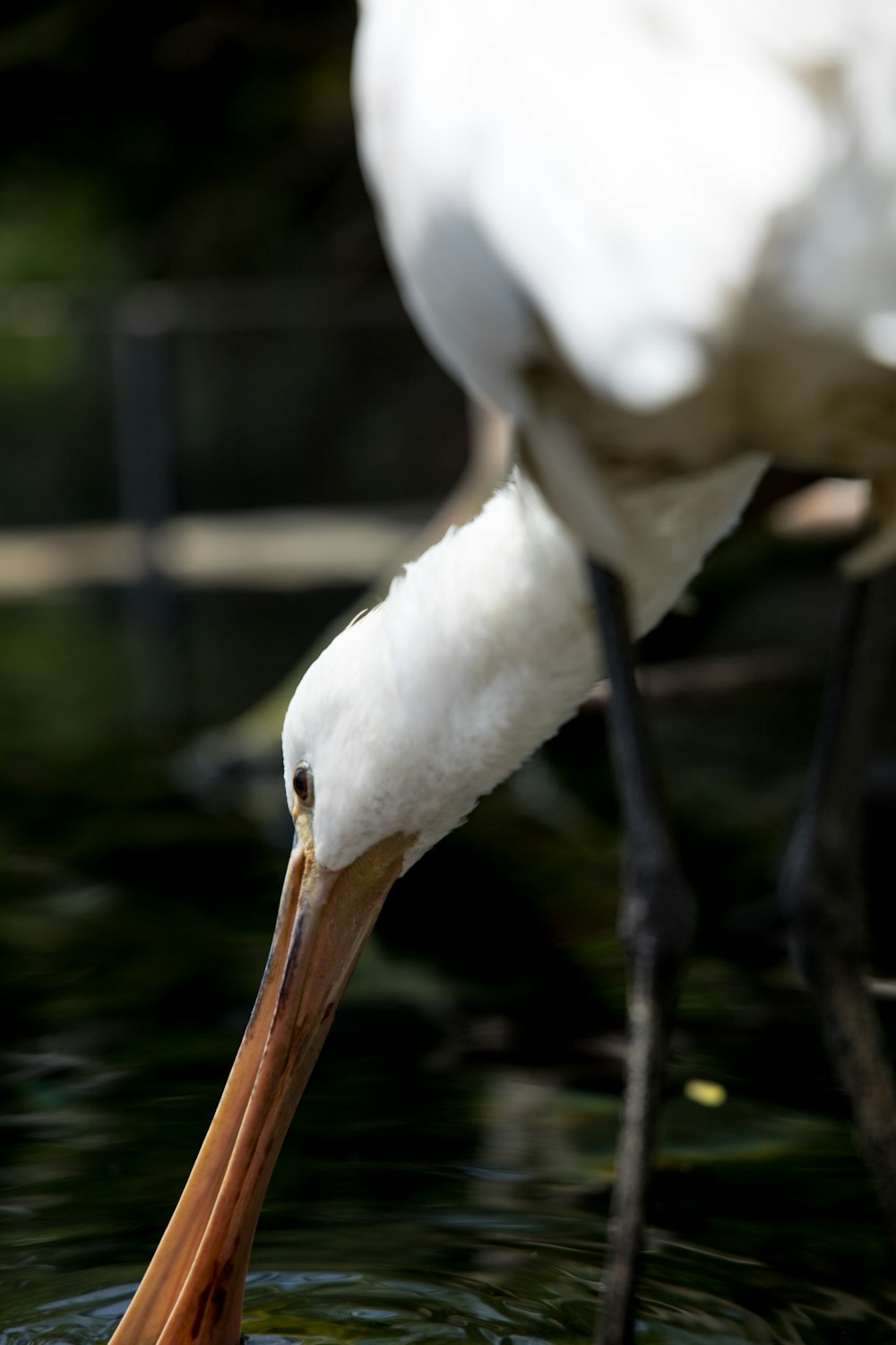 a large white bird standing on top of a body of water