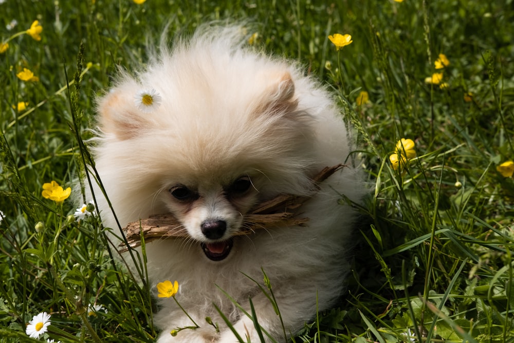 a small white dog holding a stick in its mouth