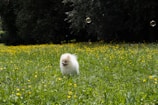 A happy Old English Sheepdog playing in a garden.