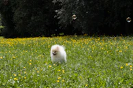 A playful puppy chasing bubbles in a soft white backyard.