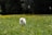 A happy dog playing in a clean yard after using Soopity Doo Doo's service.