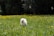 A happy dog playing in a clean yard after using Soopity Doo Doo's service.