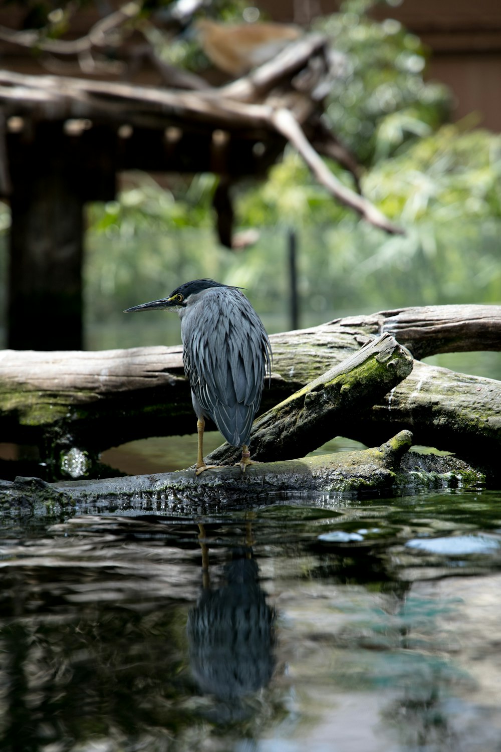 um pássaro está de pé em um tronco na água