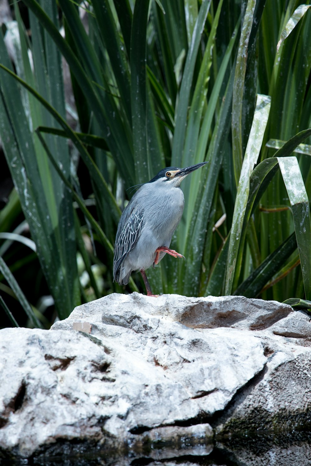 a bird standing on top of a large rock