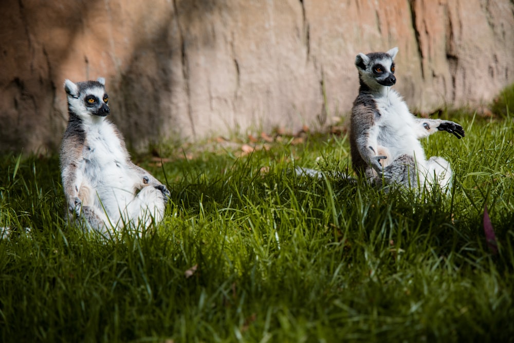 a couple of animals that are sitting in the grass