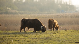A peaceful farm scene with Scottish Highland cattle grazing near a rustic barn under a soft pastel sky.