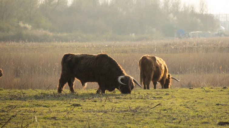 A peaceful farm scene with Scottish Highland cattle grazing near a rustic barn under a soft pastel sky.