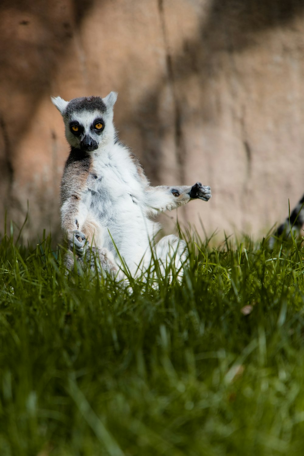 a small animal standing on its hind legs in the grass