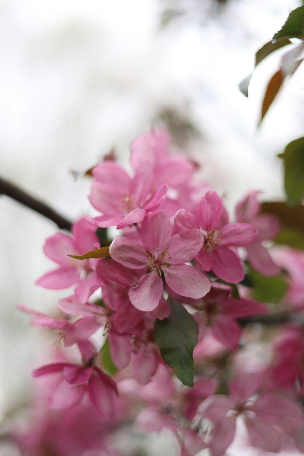 a close up of pink flowers on a tree