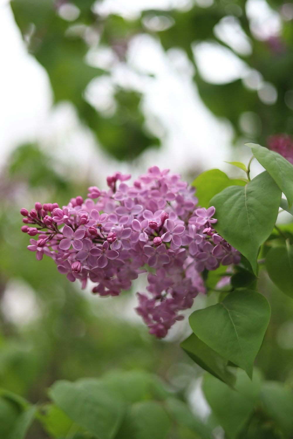 a bunch of purple flowers that are on a tree