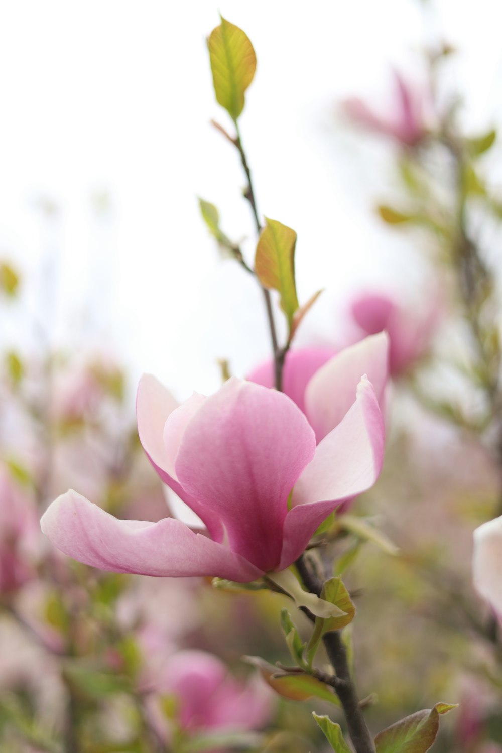 Nahaufnahme einer rosa Blume an einem Baum