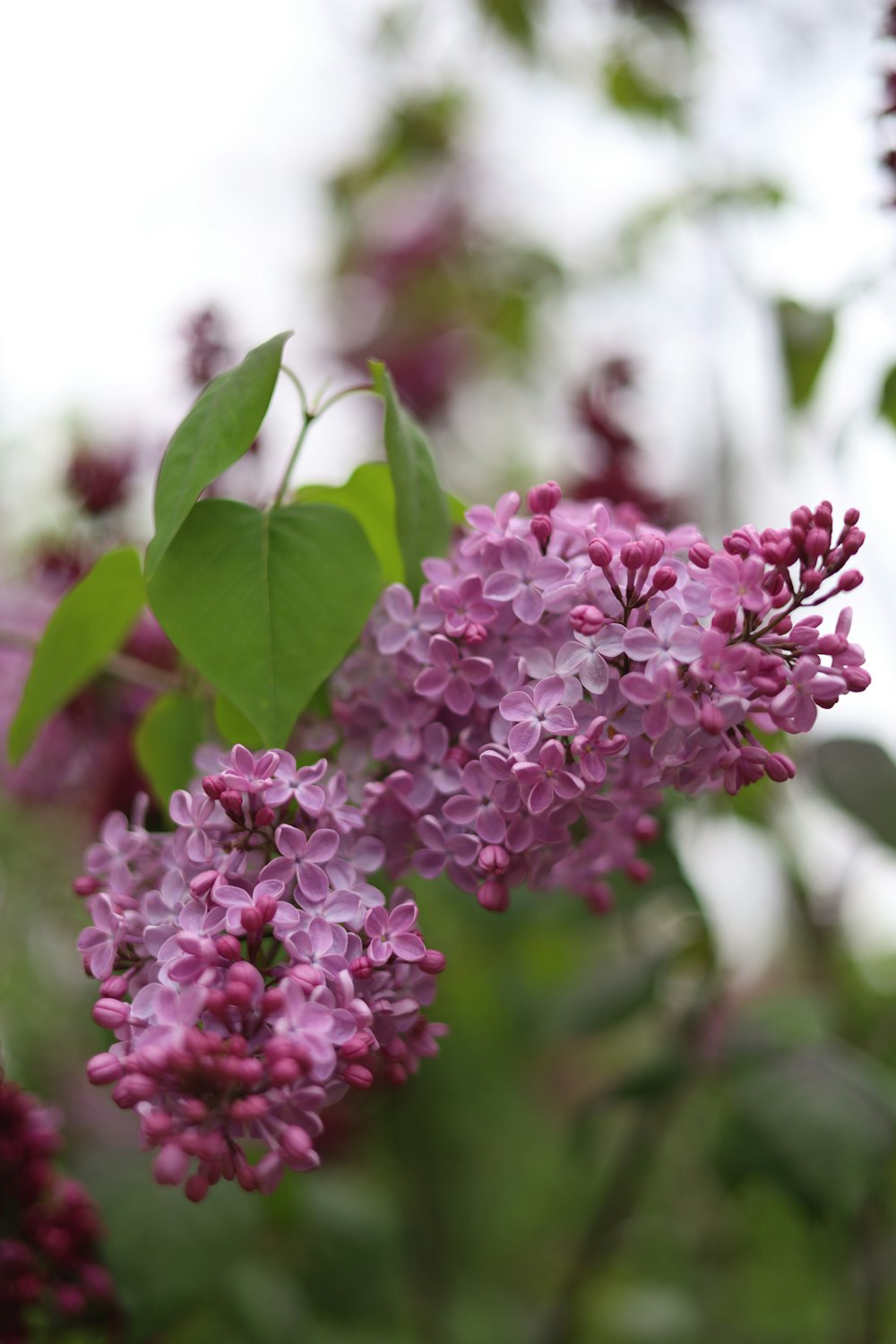 a bunch of purple flowers with green leaves