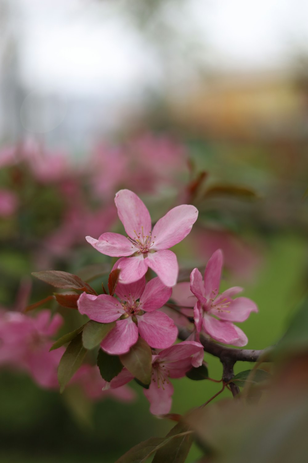 a close up of pink flowers on a tree