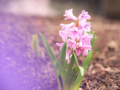 mulch in garden
