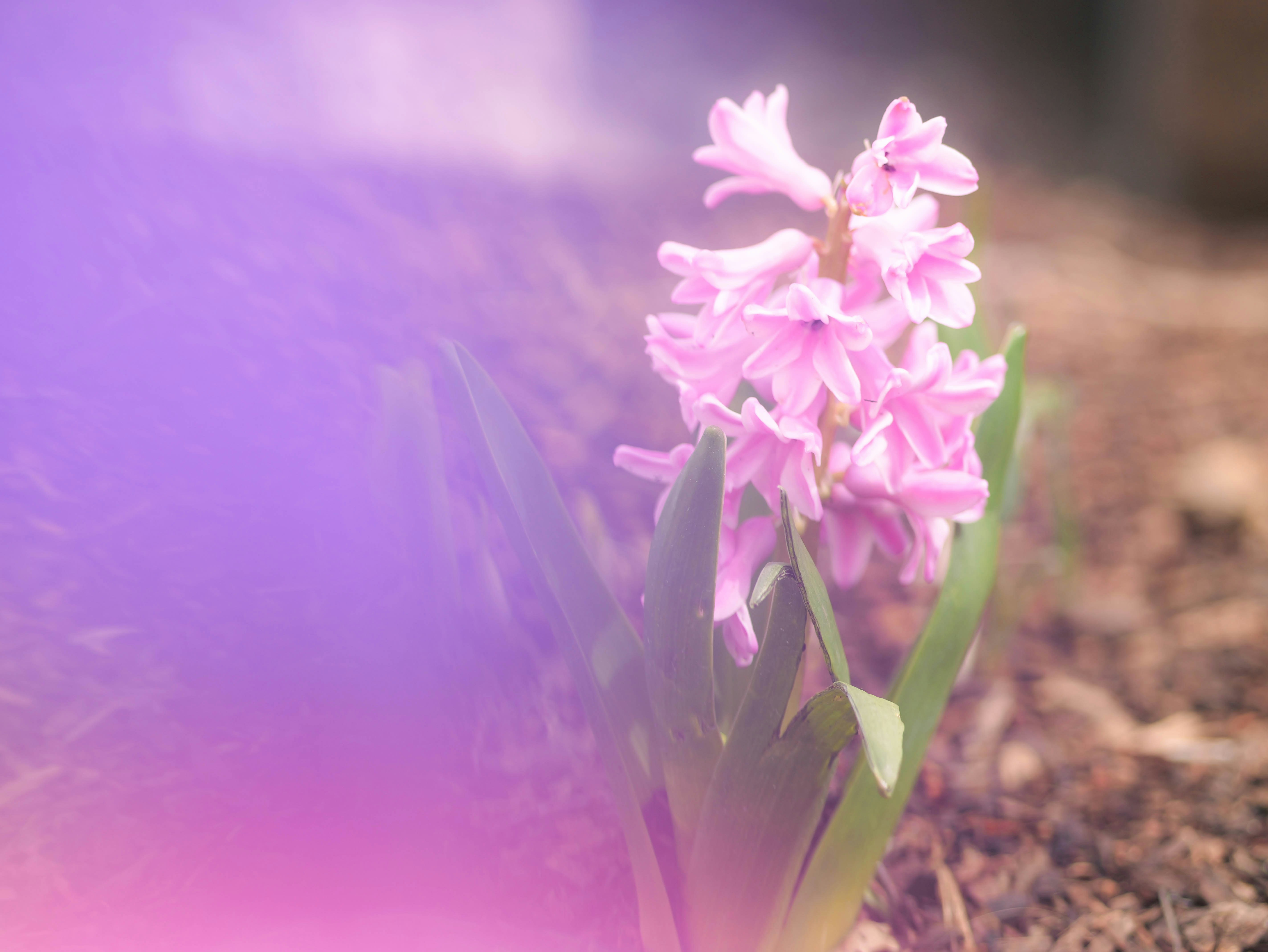 The Benefits of Hiring a Professional Mulcher for Your Landscaping Needs