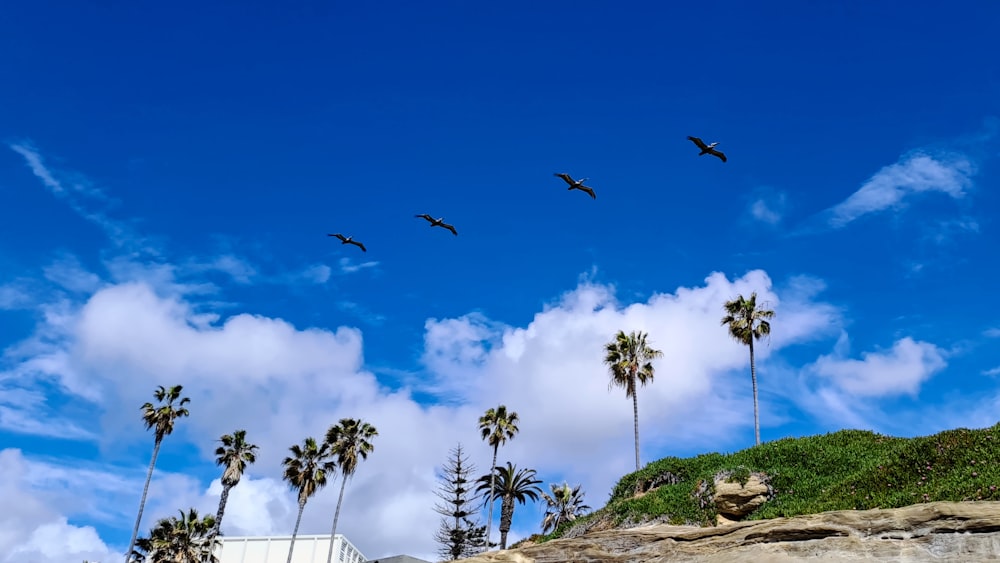 a flock of birds flying over palm trees