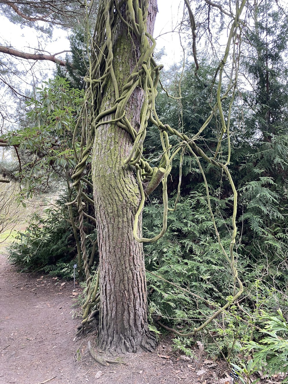 a tree covered in vines next to a forest