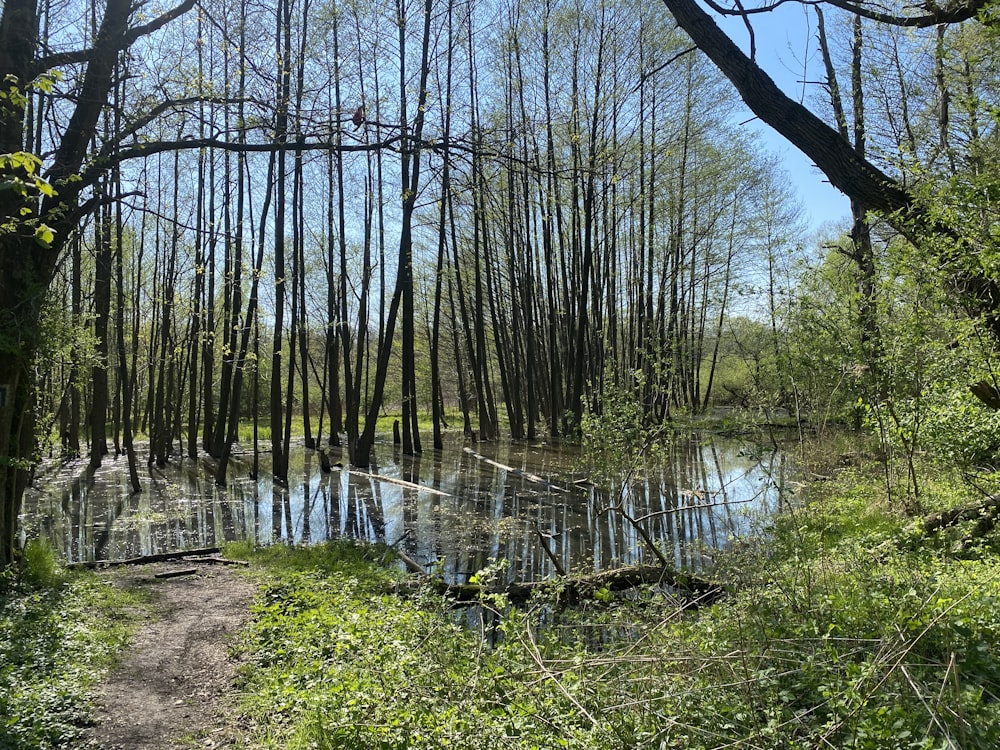 a path through a swampy area with trees in the background