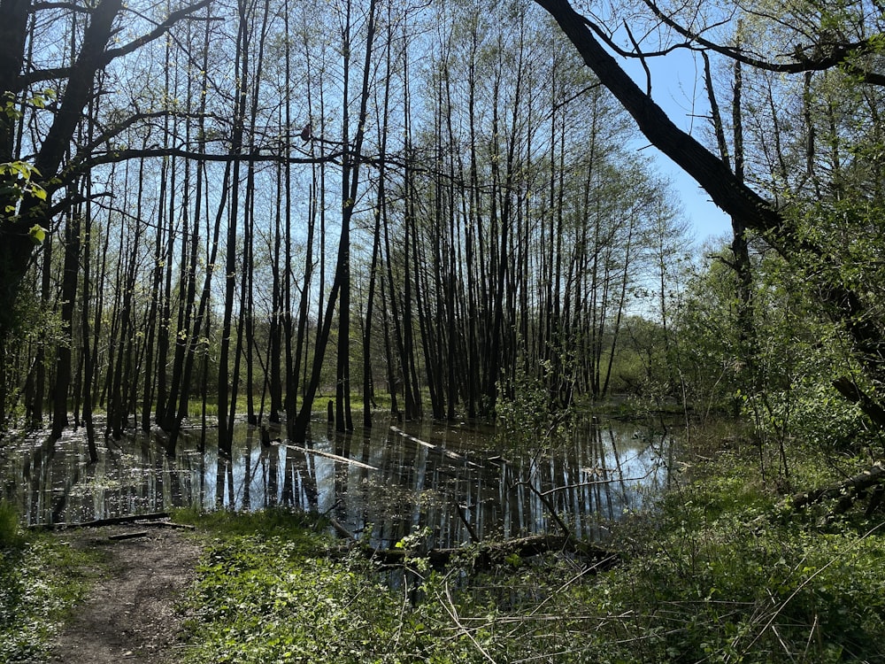 a path through a swamp with trees in the background