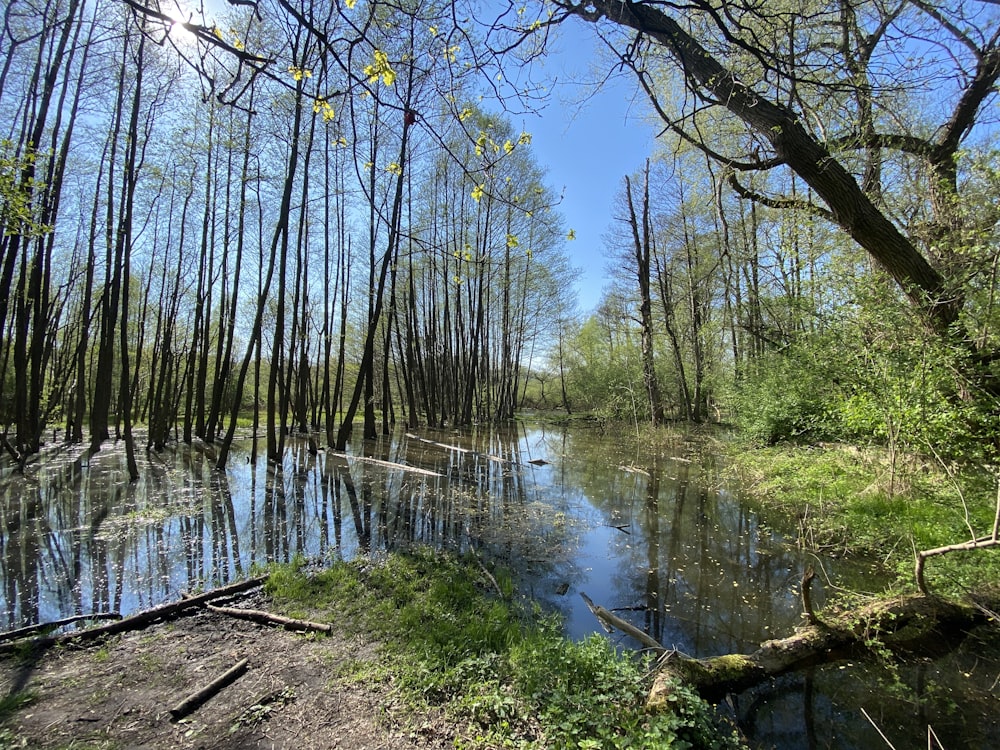 a river running through a forest filled with lots of trees