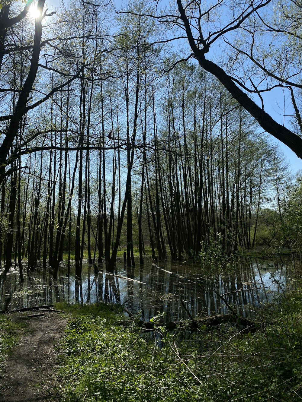 Un camino en el bosque que conduce a un lago