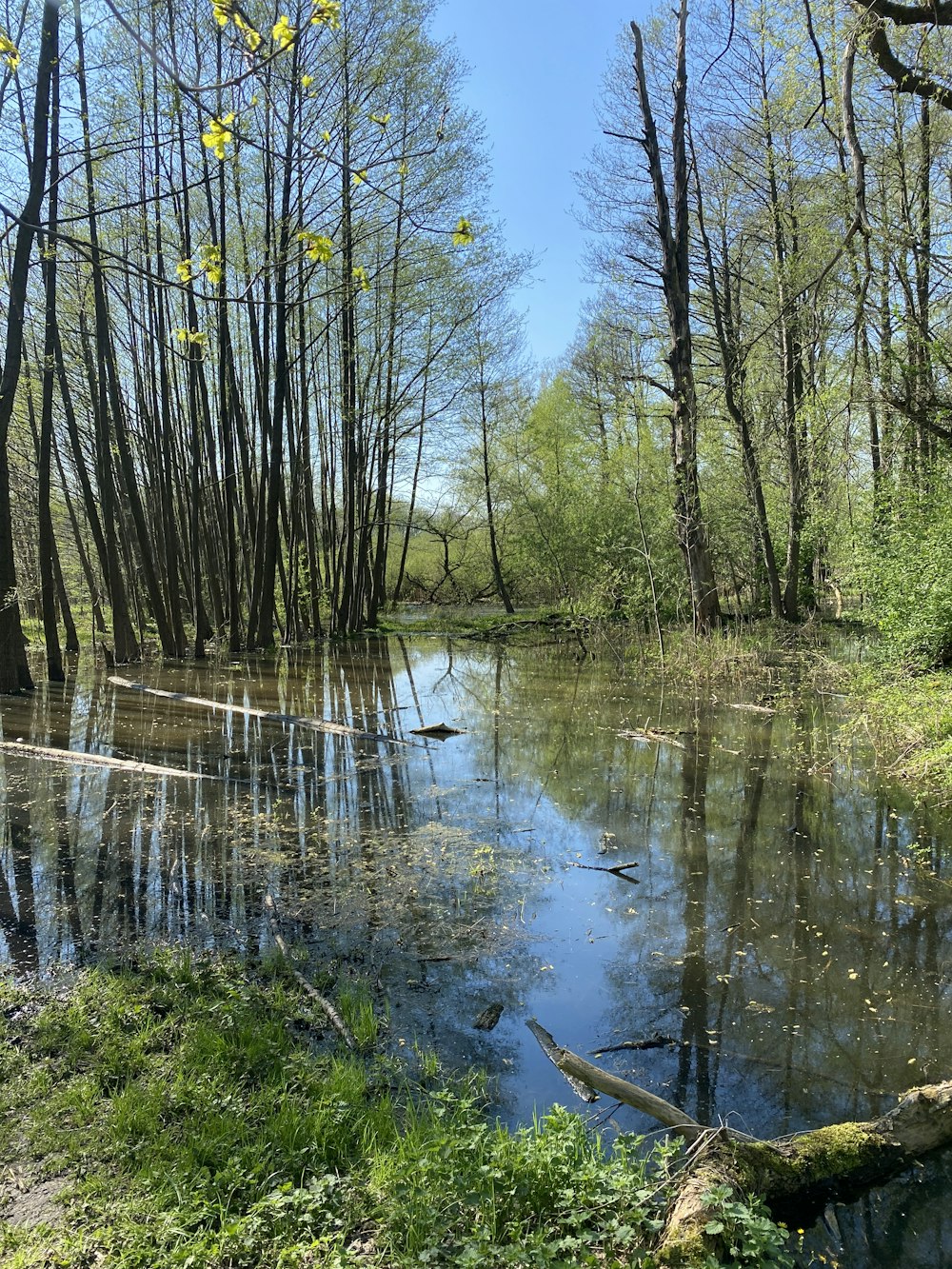 un cuerpo de agua rodeado de árboles y hierba