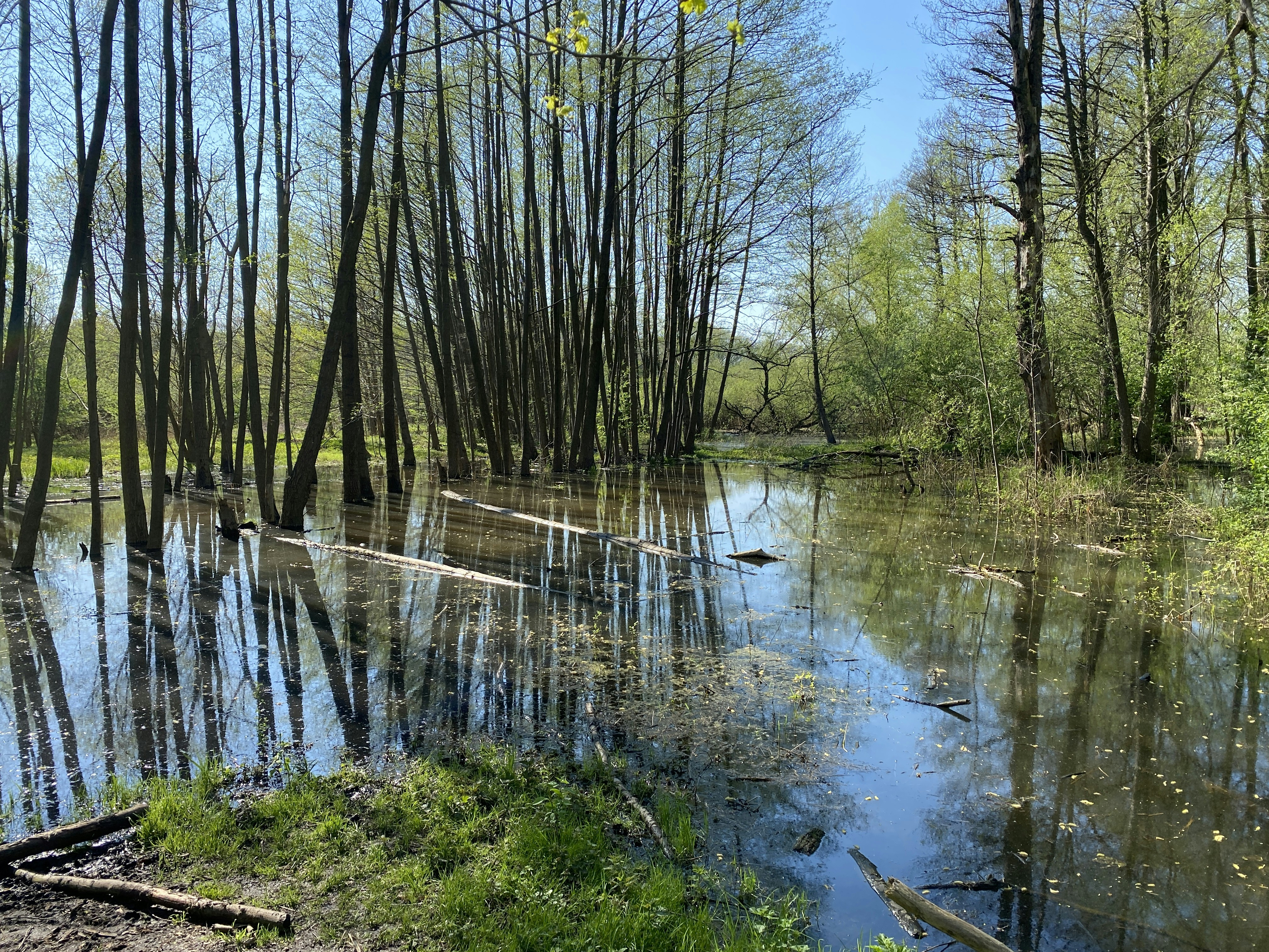 a small stream running through a forest filled with trees
