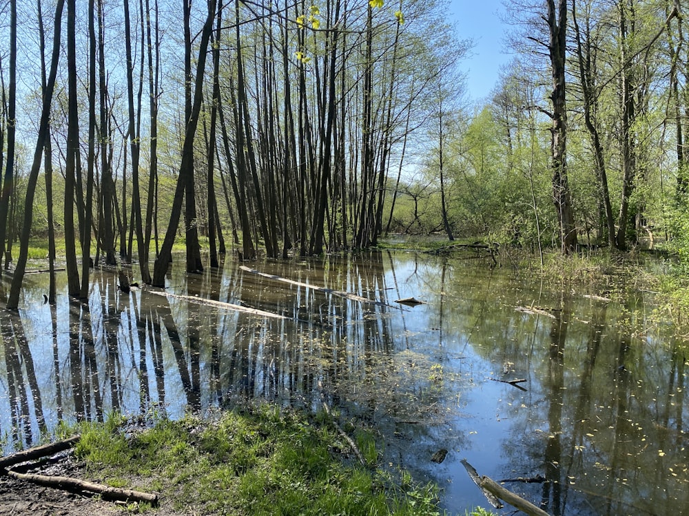 a small stream running through a forest filled with trees