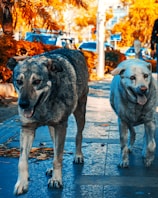 Two dogs happily walking side by side on a leafy trail.
